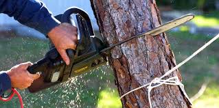 Best Emergency Tree Removal  in Delta, CO