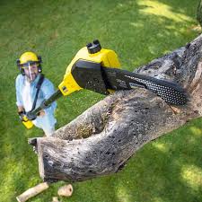 Best Tree Preservation Services  in Delta, CO