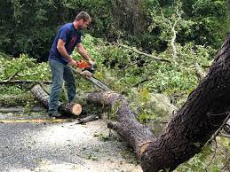 Trusted Delta, CO Tree Removal Experts