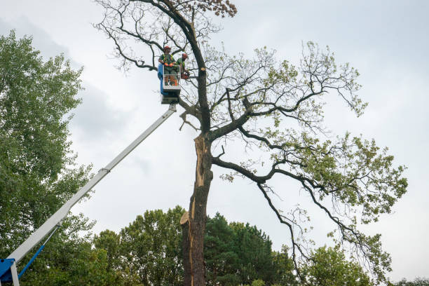 Delta, CO Tree Removal Company
