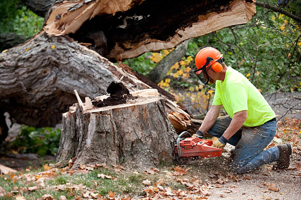 How Our Tree Care Process Works  in  Delta, CO