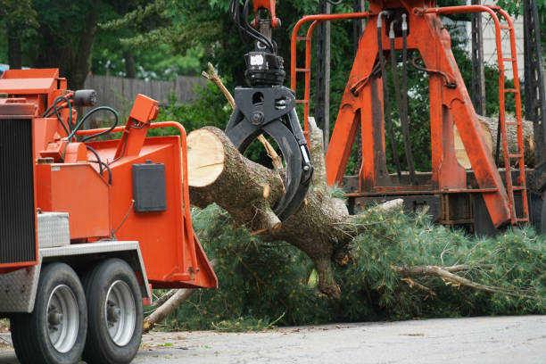 Best Lot and Land Clearing  in Delta, CO