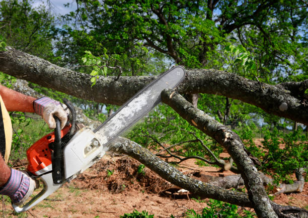 Best Commercial Tree Services  in Delta, CO